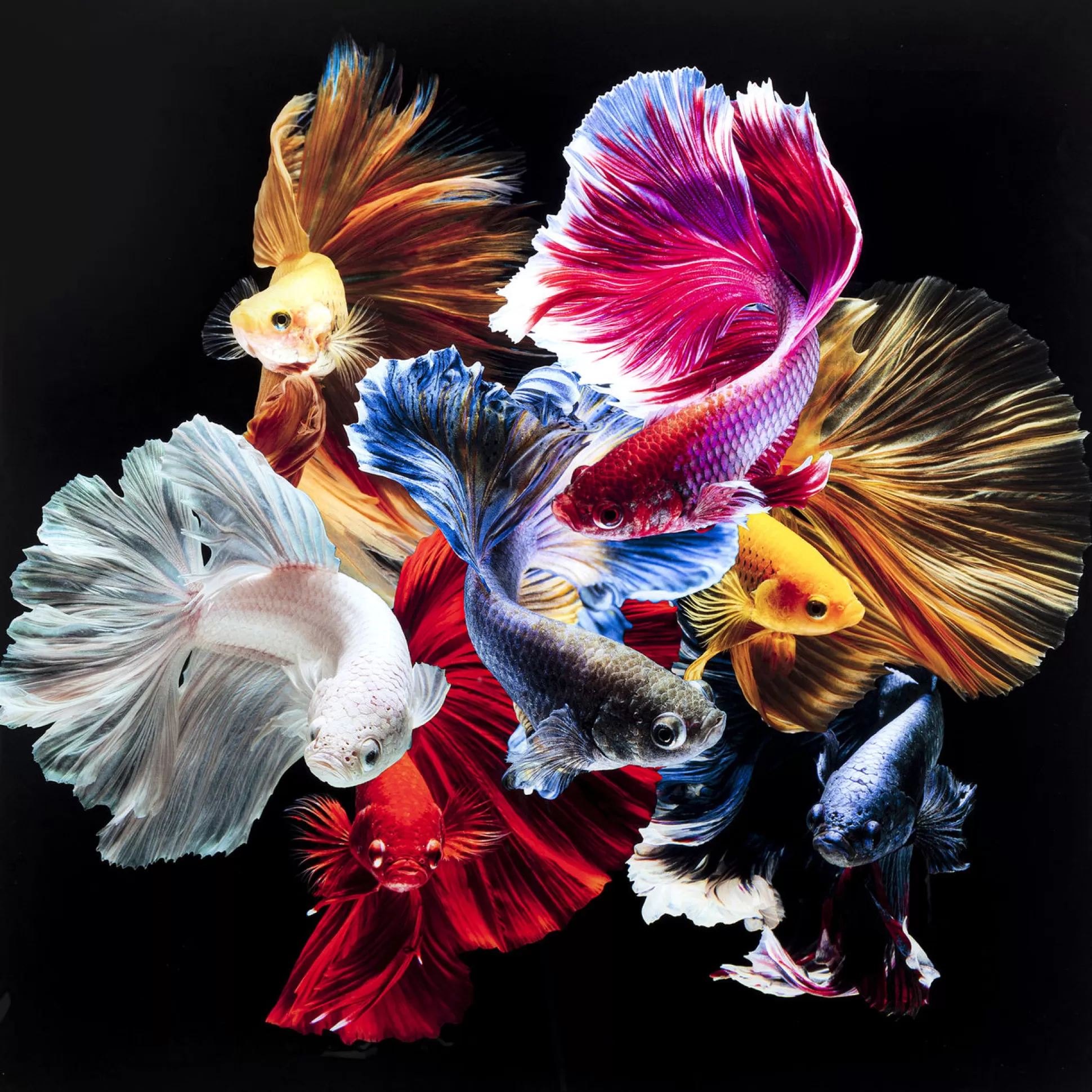 Online Glasschilderij Colorful Swarm Fish 120X120Cm Schilderijen