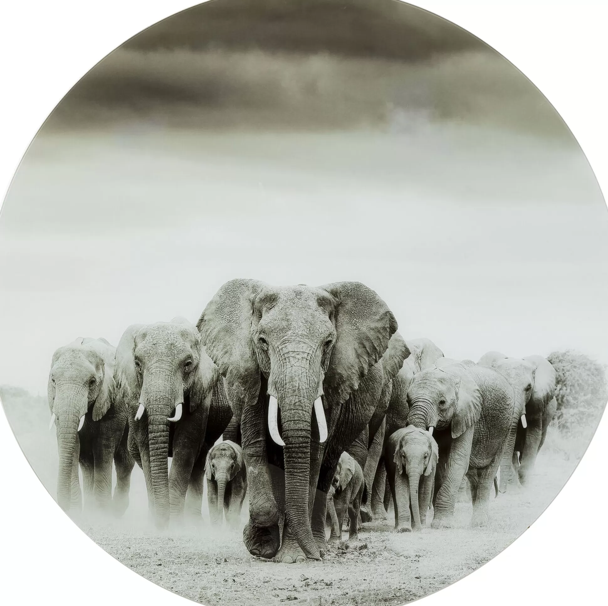 Outlet Wandfoto Elephant Walk O120Cm Schilderijen